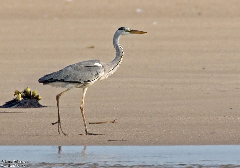 Grey Heron