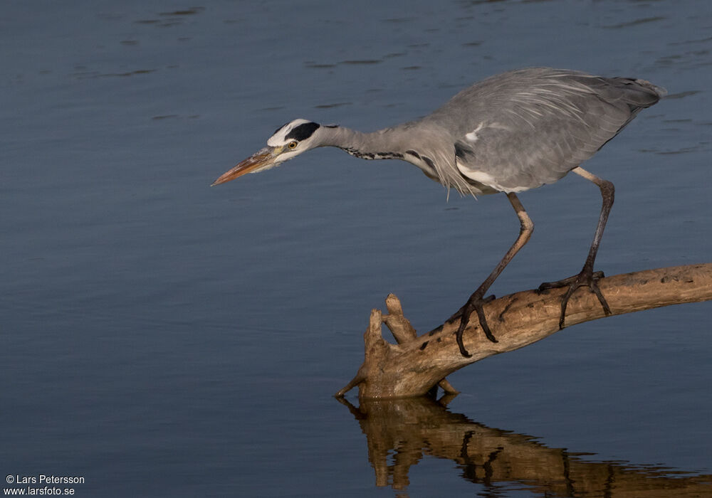 Grey Heron