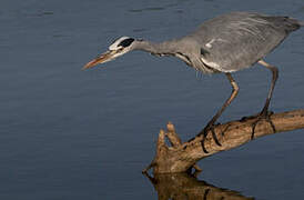 Grey Heron