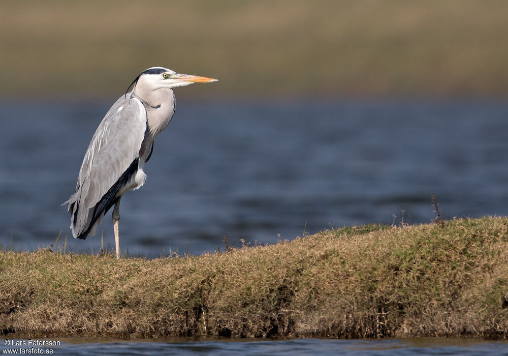 Grey Heron