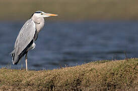 Grey Heron