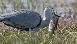 Grey Heron