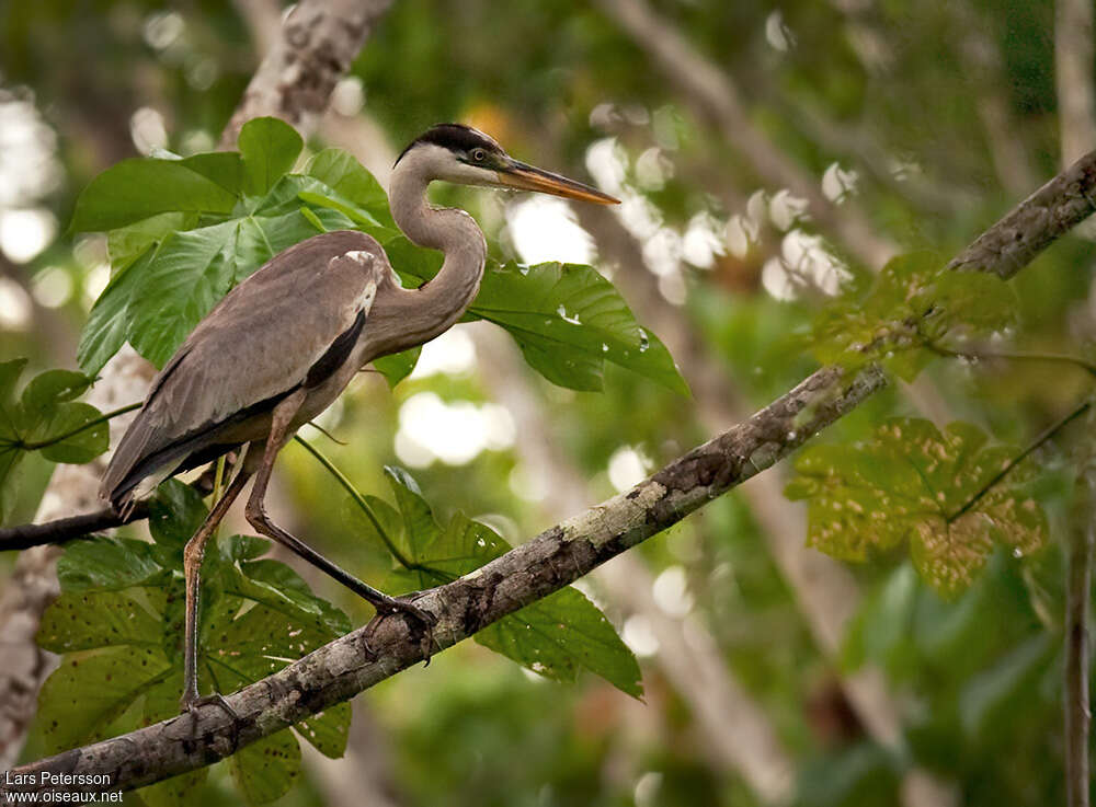 Cocoi Heronjuvenile, identification