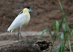 Capped Heron