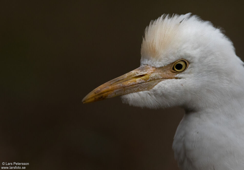 Western Cattle Egret