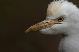 Western Cattle Egret