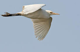 Western Cattle Egret