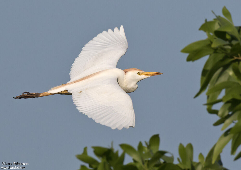 Western Cattle Egret