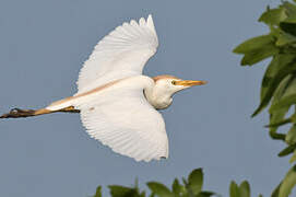 Western Cattle Egret