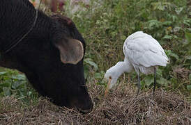 Western Cattle Egret