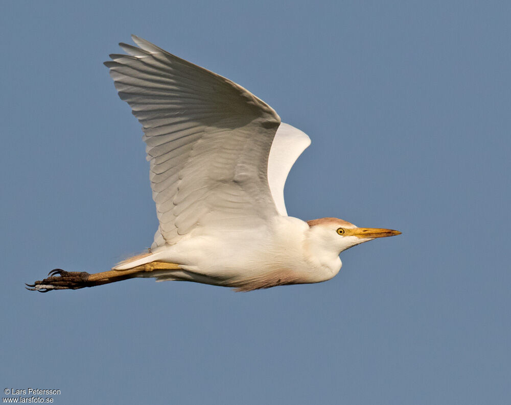 Western Cattle Egret