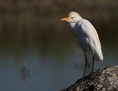 Western Cattle Egret