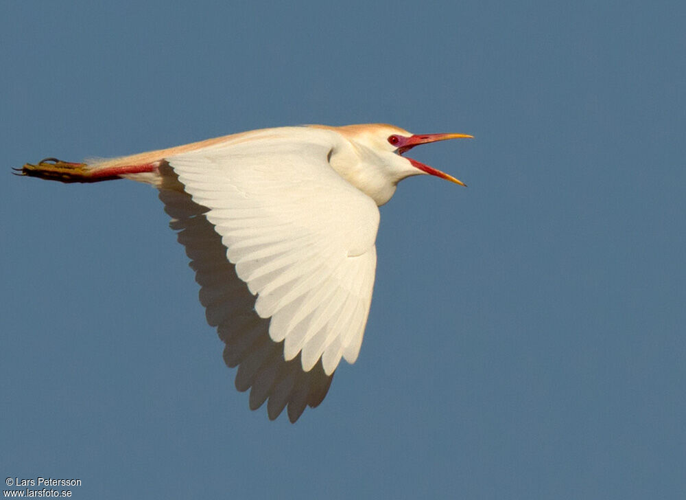 Western Cattle Egret