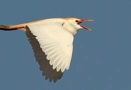 Western Cattle Egret