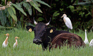 Western Cattle Egret