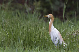 Western Cattle Egret