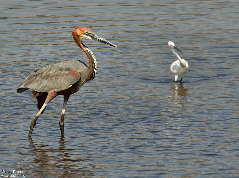 Goliath Heron