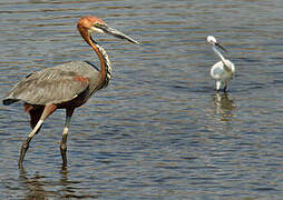 Goliath Heron