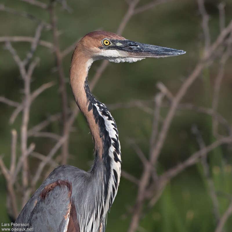 Goliath Heronadult, close-up portrait