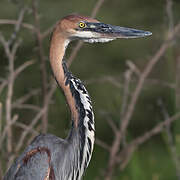 Goliath Heron