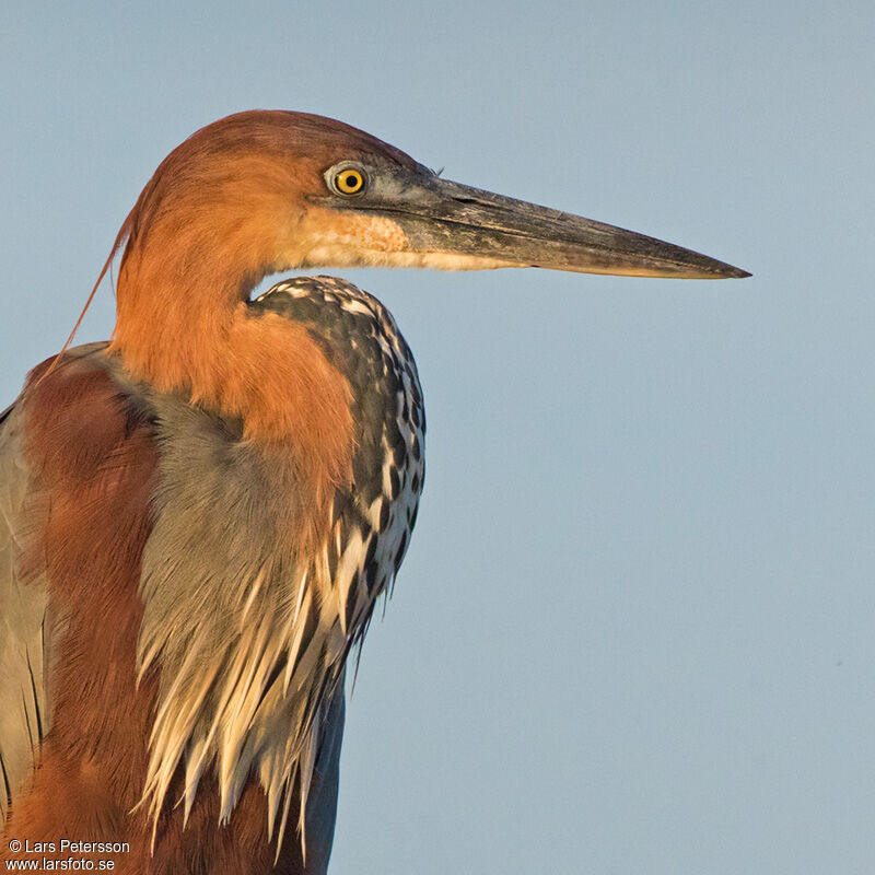 Goliath Heron