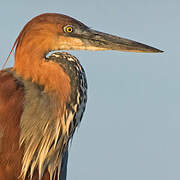 Goliath Heron