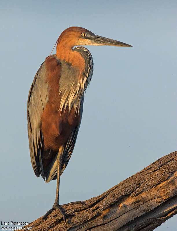 Goliath Heronadult, pigmentation, Behaviour