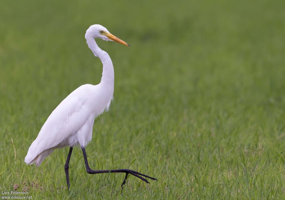 Intermediate Egretadult post breeding, identification