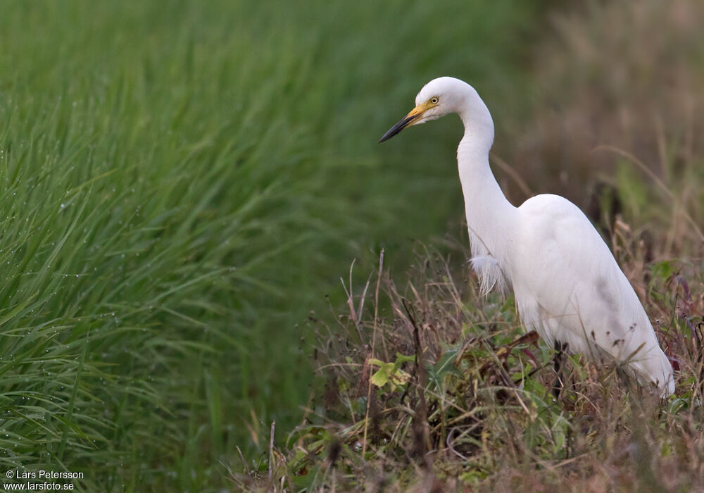 Medium Egret