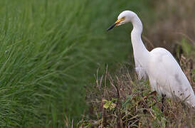 Medium Egret