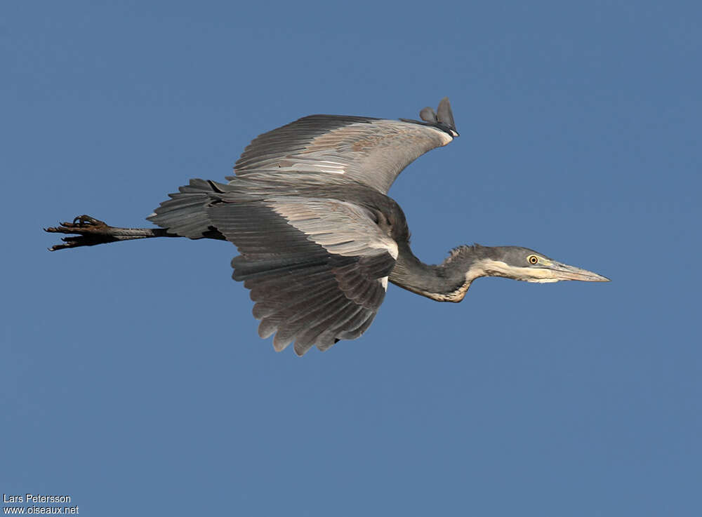 Black-headed Heronadult, Flight