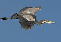 Black-headed Heron