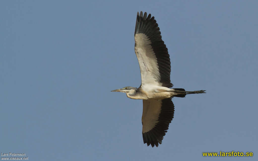 Black-headed Heronadult, Flight