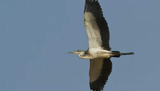 Black-headed Heron