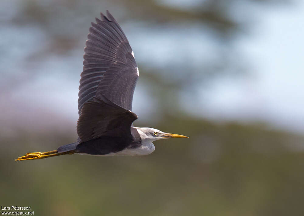 Pied Heronadult, Flight