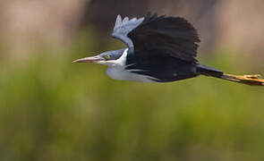 Pied Heron