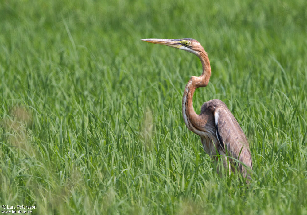 Purple Heron