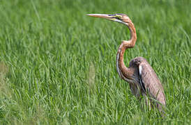 Purple Heron