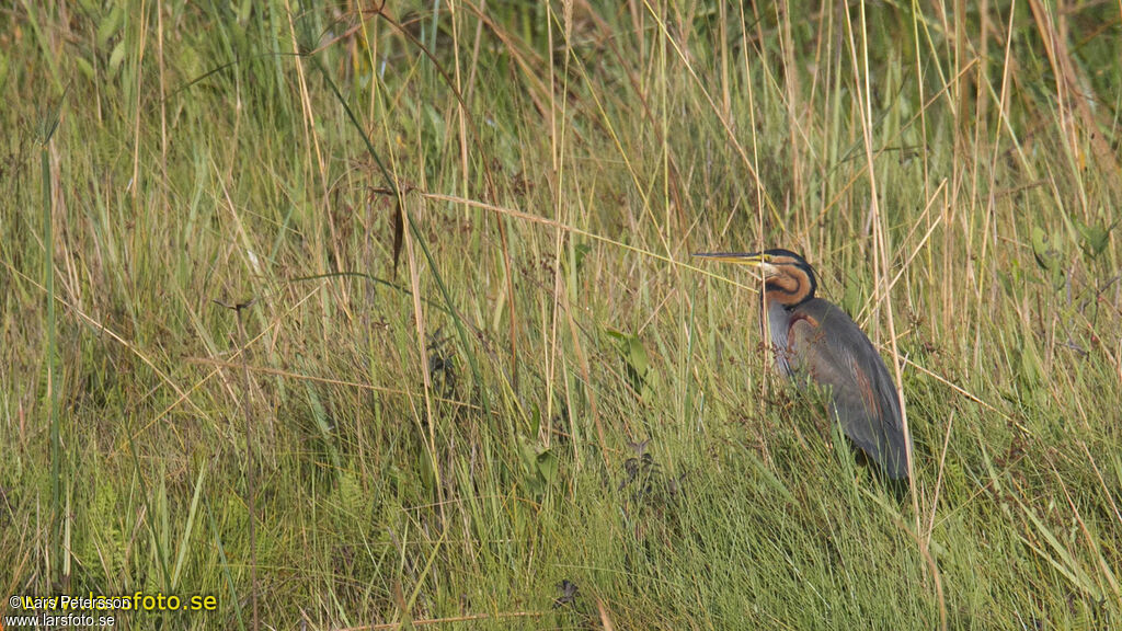 Purple Heron