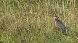 Purple Heron