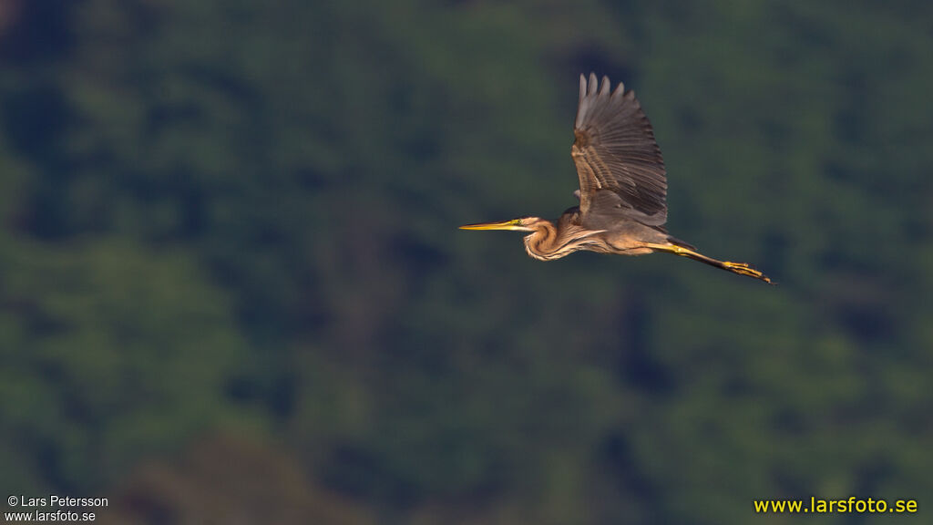 Purple Heron