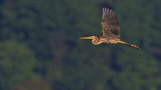 Purple Heron