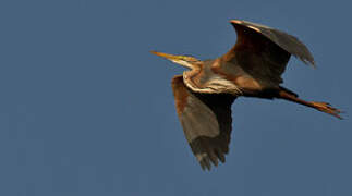 Purple Heron