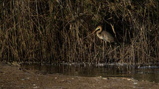 Purple Heron