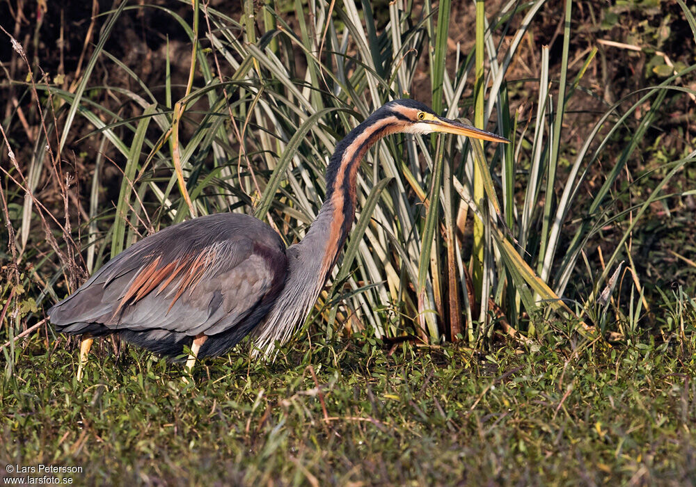 Purple Heron