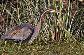 Purple Heron