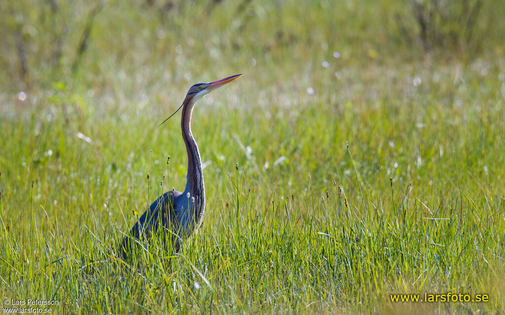 Purple Heron