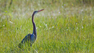 Purple Heron