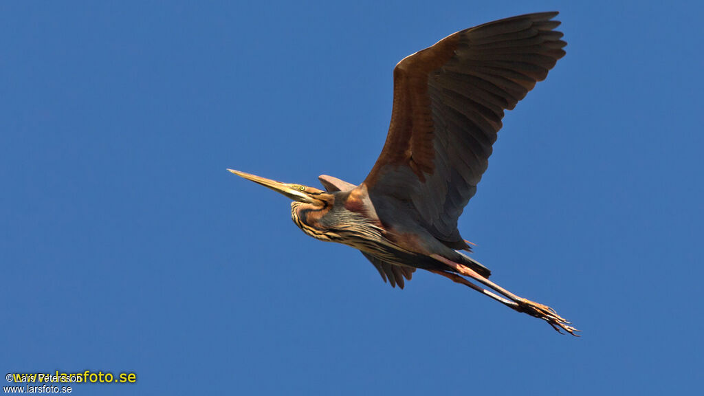 Purple Heron