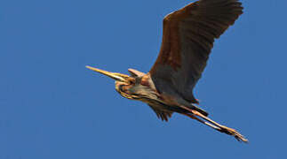 Purple Heron